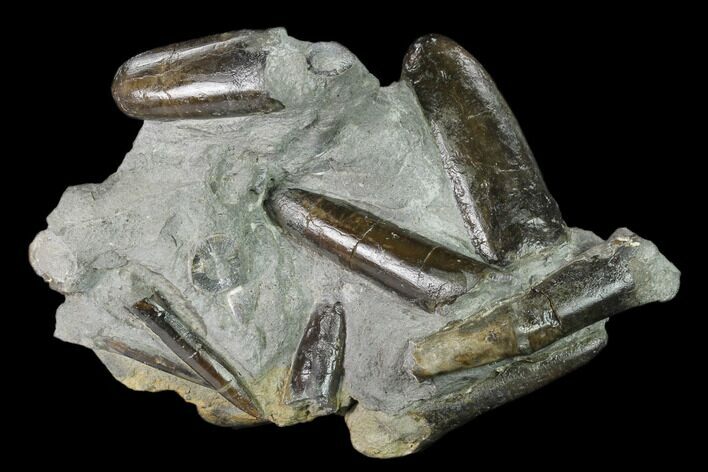 Fossil Belemnite (Paxillosus) Cluster - Mistelgau, Germany #139127